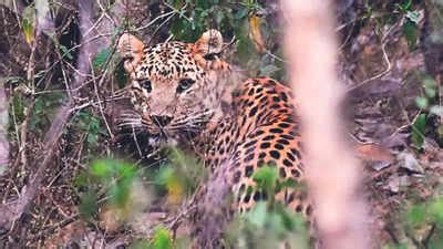 galta leopard park